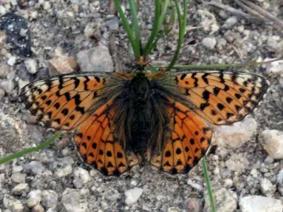 Boloria (Boloria) pales