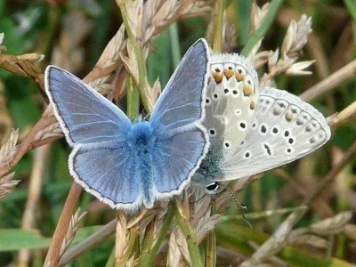 Polyommatus (Polyommatus) icarus