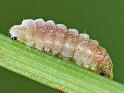 Celastrina (Celastrina) argiolus