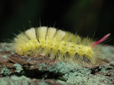 Calliteara pudibunda