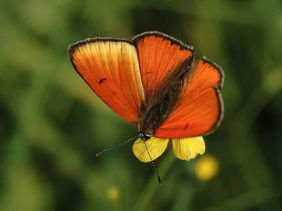 Lycaena (Thersamolycaena) dispar