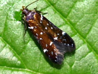 Argolamprotes micella