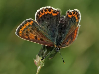 Lycaena (Heodes) tityrus