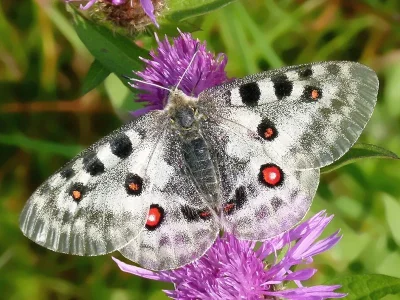 Parnassius (Parnassius) apollo