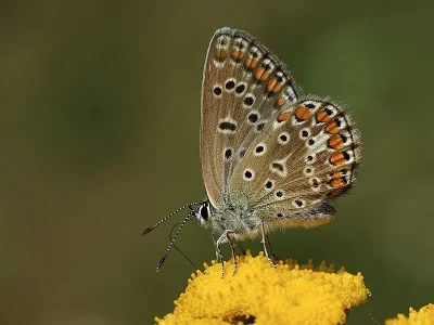 Polyommatus (Polyommatus) icarus