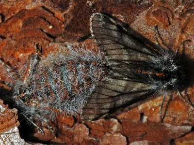 Lycia isabellae