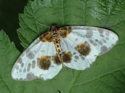 Abraxas (Calospilos) sylvata