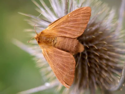 Malacosoma (Malacosoma) franconica