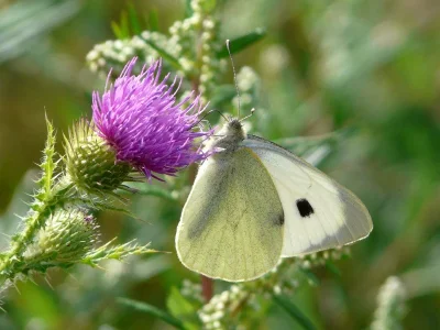 Pieris (Pieris) brassicae