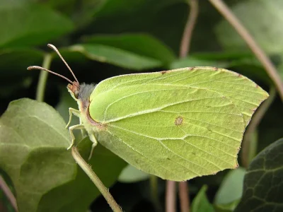 Gonepteryx rhamni