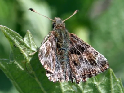 Carcharodus alceae