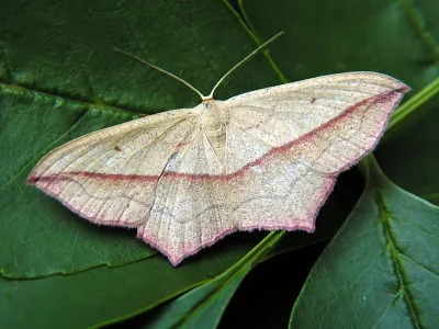 Timandra comae