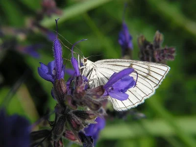 Siona lineata