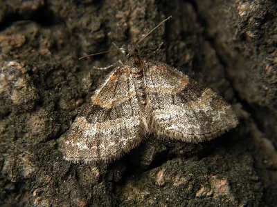 Pterapherapteryx sexalata