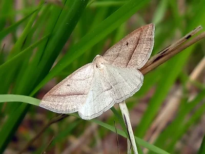 Petrophora chlorosata