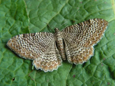 Hydria undulata