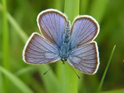 Cyaniris semiargus