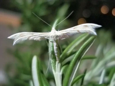 Wheeleria spilodactylus