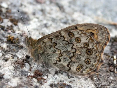 Lasiommata megera