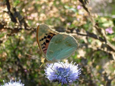 Argynnis (Pandoriana) pandora