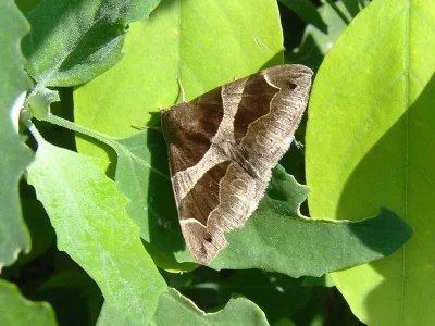 Dysgonia algira