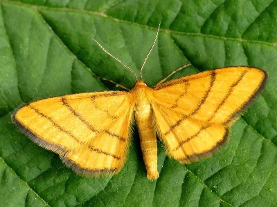 Idaea aureolaria