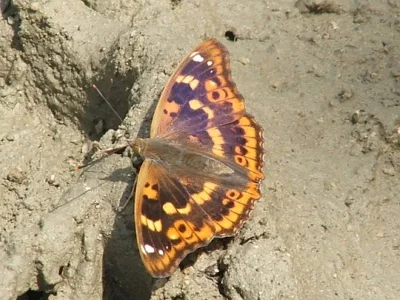Apatura ilia