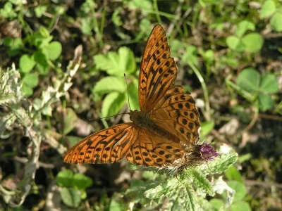 Argynnis (Argynnis) paphia