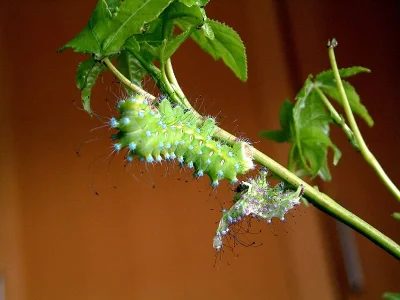Saturnia (Saturnia) pyri