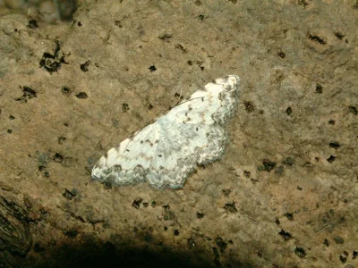 Scopula (Scopula) submutata nivellearia