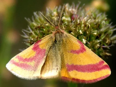 Lythria cruentaria