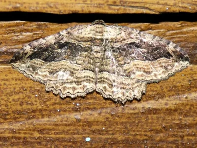 Philereme transversata