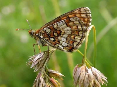 Melitaea (Mellicta) aurelia