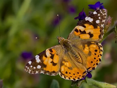 Vanessa cardui