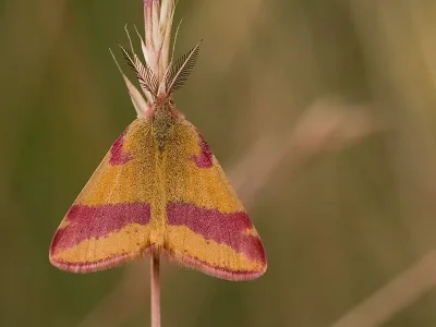 Lythria cruentaria