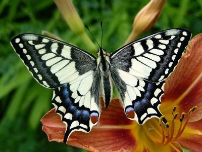 Papilio (Papilio) machaon