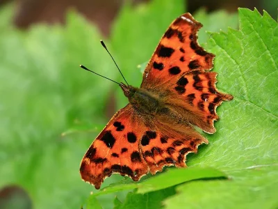 Polygonia c-album