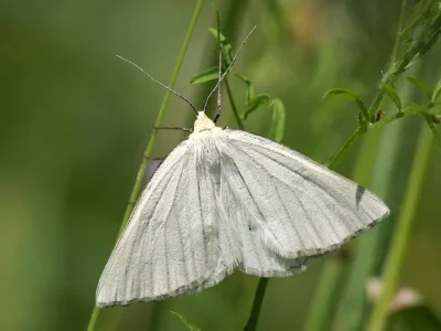 Siona lineata
