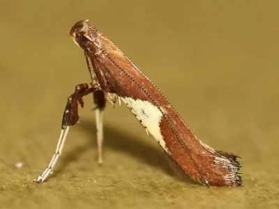 Caloptilia stigmatella
