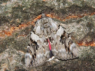 Catocala electa