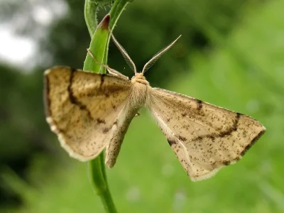 Hypoxystis pluviaria