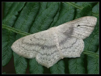 Scopula (Scopula) nigropunctata