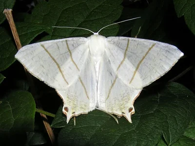 Ourapteryx sambucaria