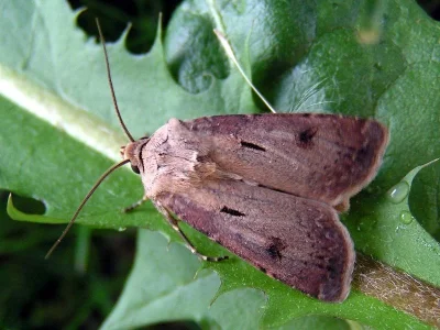 Agrotis (Agrotis) exclamationis