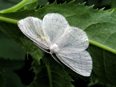 Cabera exanthemata