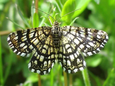 Chiasmia clathrata