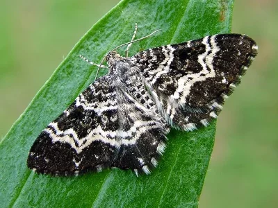 Epirrhoe tristata