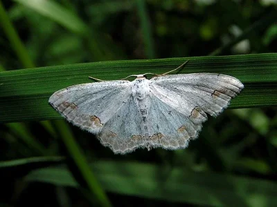 Scopula (Scopula) ornata