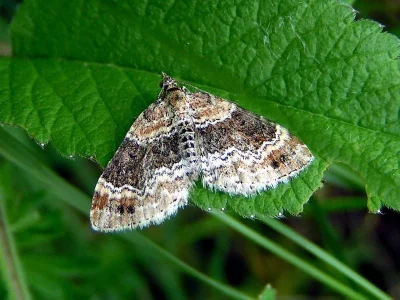Xanthorhoe spadicearia