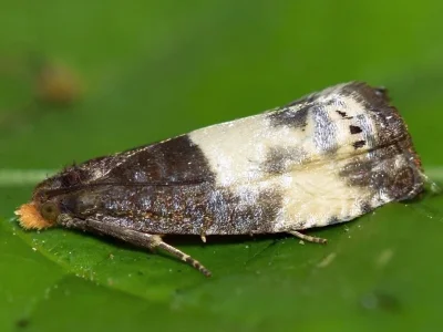 Notocelia cynosbatella